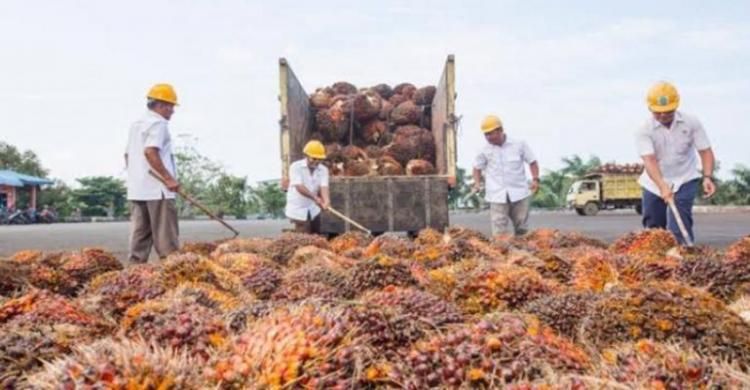 Bisnis Palm Co Kian Jumbo