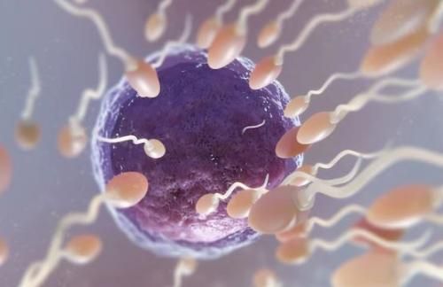 Sperma Akan Bertahan Dalam Rahim Wanita Selama, Berikut Penjelasannya