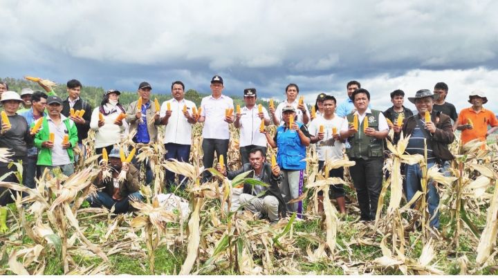 Bupati Humbahas Panen Jagung Bersama Kelompok Tani