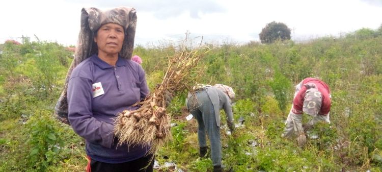 Food Estate Jadi Trending, Candaan Wakil Bupati Dinilai Lecehkan Petani