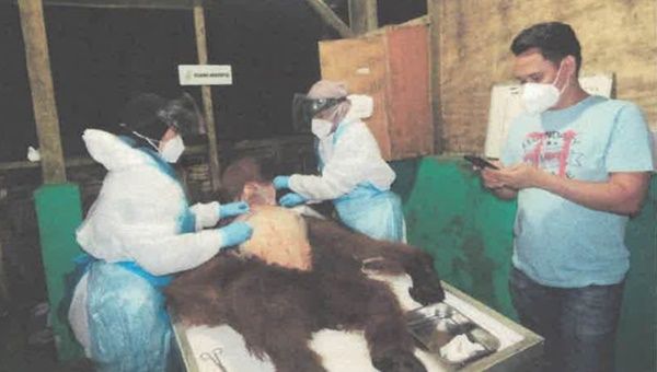 Orangutan yang Dievakuasi dari Karo Mati, Ada Luka Kekerasan