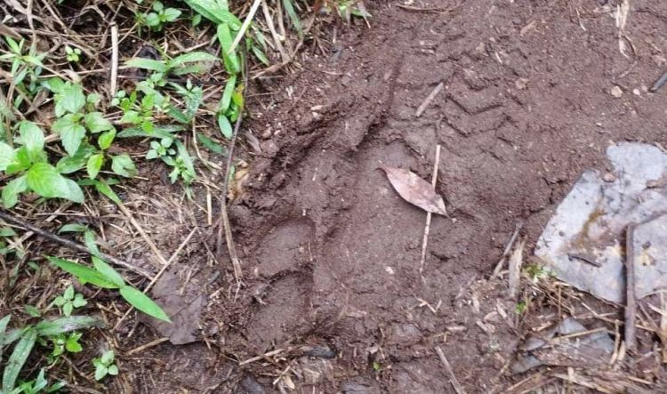Warga Solok Geger, Jejak Harimau Sumatera Ditemukan Di Ladang Warga