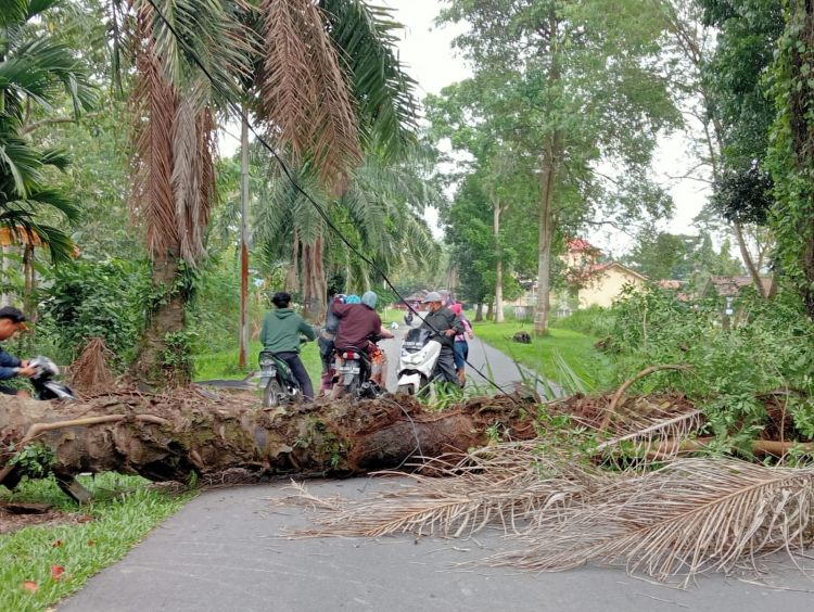 Pohon Sawit di Komplek Kantor Bupati Deli Serdang Nyaris Makan Korban