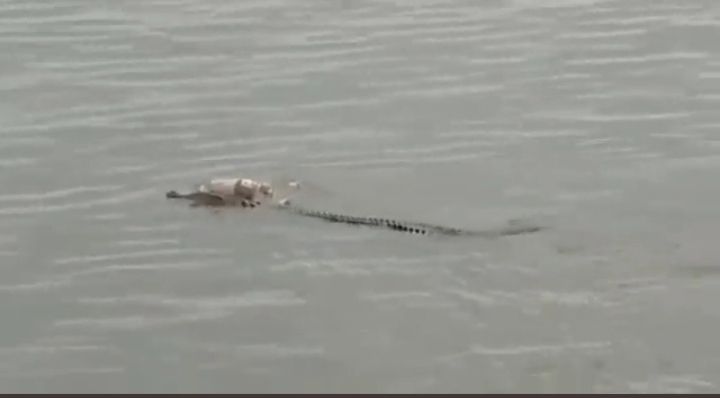 Viral, Seekor Buaya Antarkan Jasad Anak yang Tenggelam di Sungai