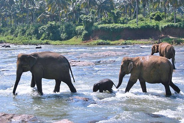 Gajah Liar Rusak Kebun Sawit Petani di Aceh Barat