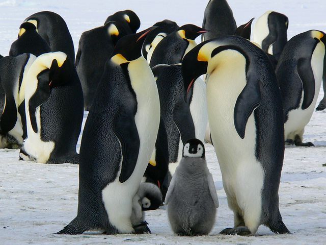 Koloni Penguin Kaisar Baru Ditemukan Ilmuwan di Antartika