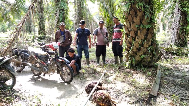 Sawit Kebun Lonsum Gunung Melayu Dicuri, Seorang Pelaku Diamankan