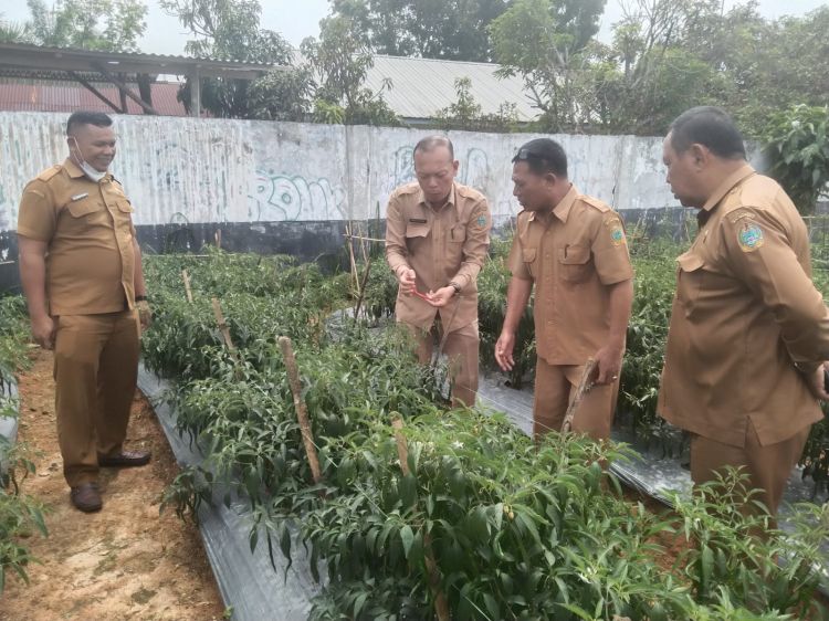 Tingkatkan Ketahanan Pangan, SMK Negeri 2 Rantau Utara Praktek Menanam Cabai