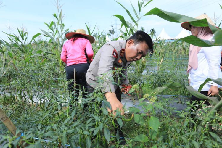 Dukung Ketahanan Pangan, Polda Sumut Panen Perdana Jagung dan Cabai Merah