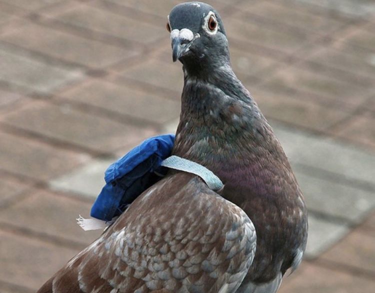 Seekor Burung Merpati di Kanada Tertangkap Karena Dijadikan Kurir Narkoba