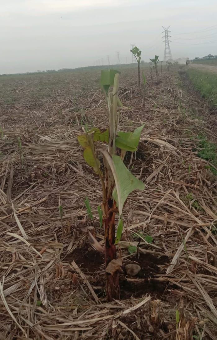 Lahan Tebu PTPN2 HGU Sei Semayang Digarap, Petugas Pengaman Kebun Sempat Diacungkan Arit