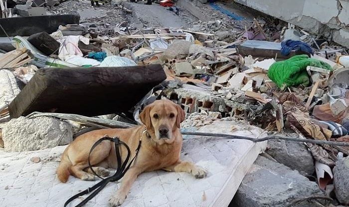 Apakah Hewan Benar-Benar Bisa Memprediksi Bencana Alam?