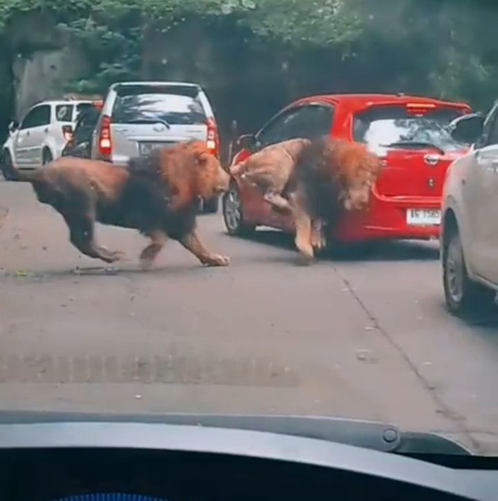 Viral, Dua Ekor Singa di Taman Safari Berkelahi dan Seruduk Mobil Pengunjung