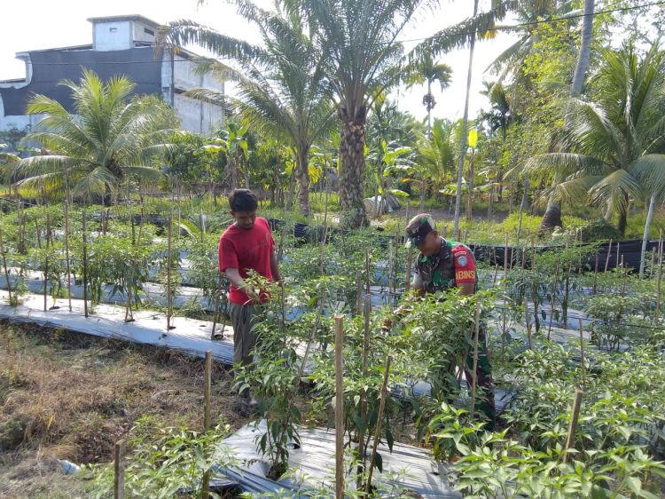 Komsos Petani Cabe,Babinsa Koramil 21/Madat Berikan Motivasi dan Semangat