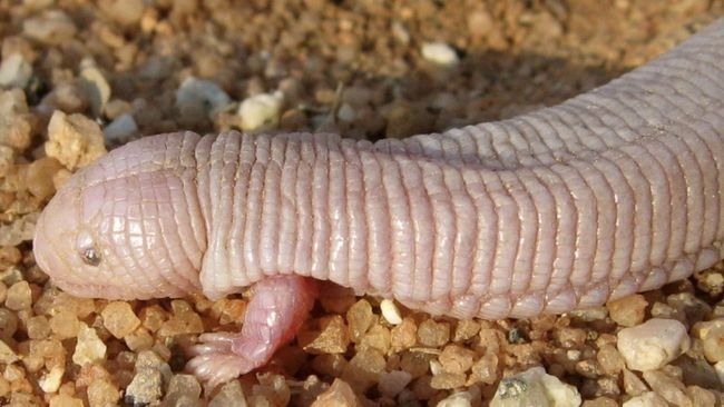 Bipes Biporus, 'Cacing' Berkaki yang Jadi Korban Hoaks Kiamat