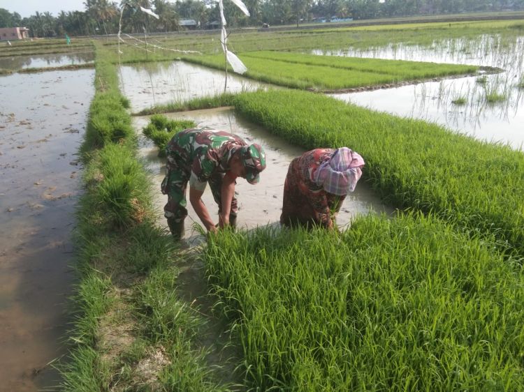 Babinsa Kodim Aceh Timur Bantu Petani Daud Bibit Padi
