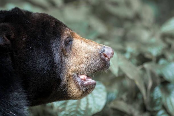 Pasutri di Jambi Diserang Beruang Liar usai Berkebun