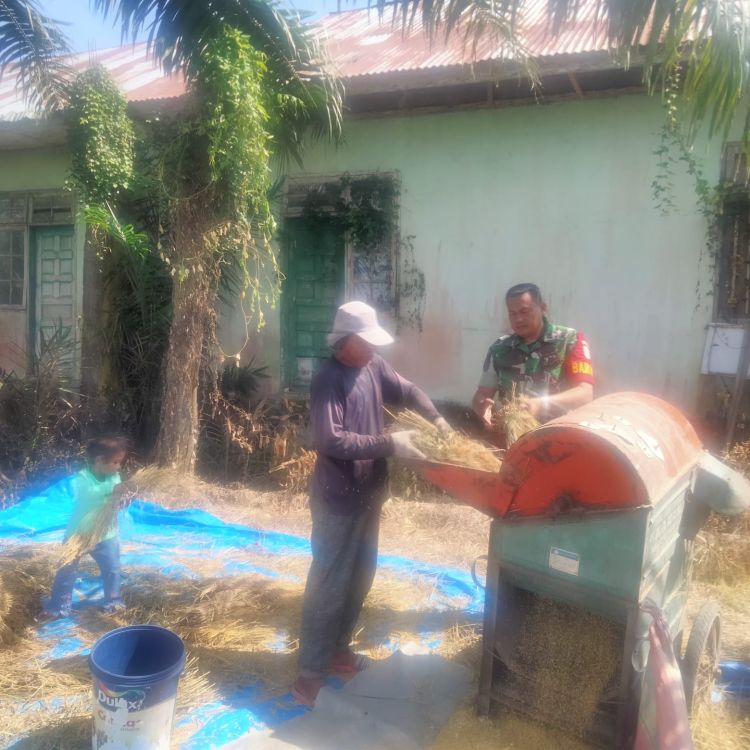 Babinsa Ramil 15/Plkb Aceh Timur Bantu Petani Rontokkan Padi