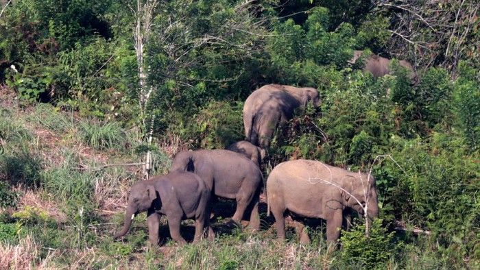 Tengah Gotong Royong, Seorang Petani di Aceh Tewas Diserang Gajah