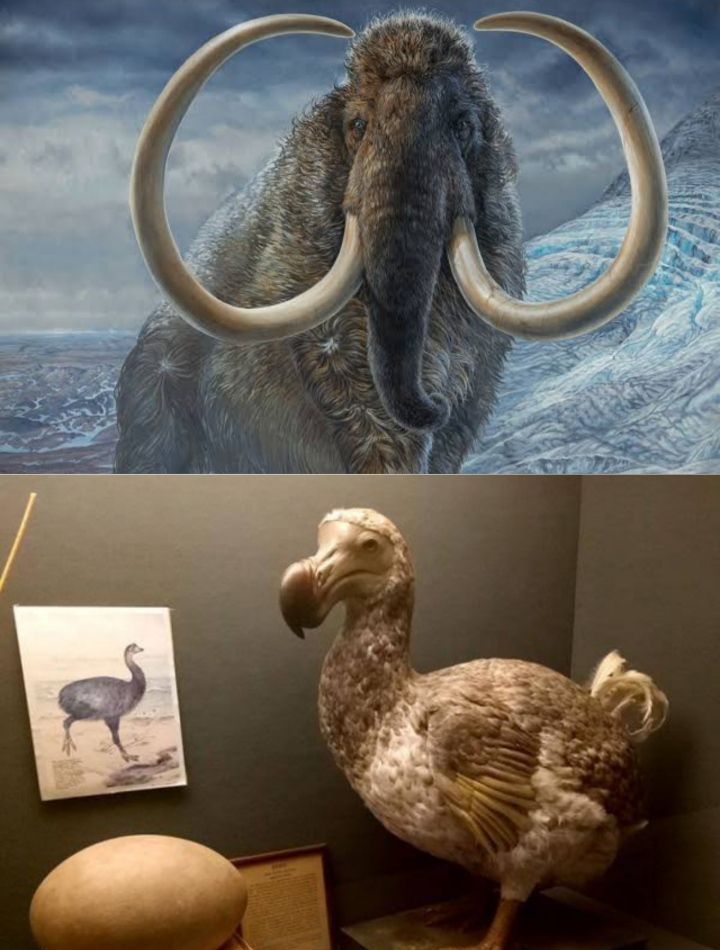 Perusahaan Ini Berambisi Bangkitkan Kembali Mammoth Berbulu dan Burung Dodo