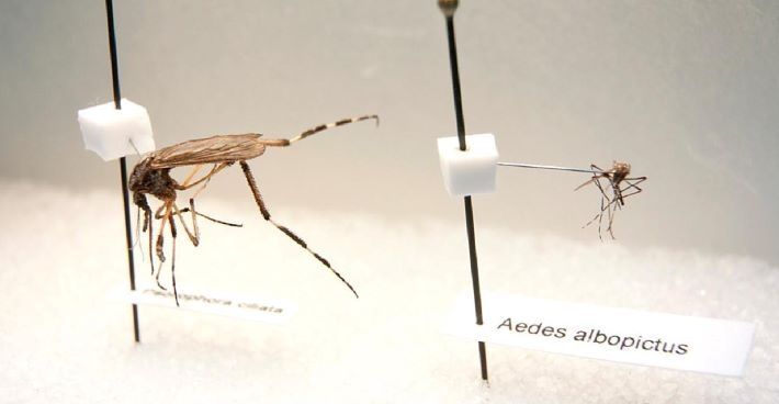 Ternyata Nyamuk Memiliki Manfaat untuk Kehidupan Loh!