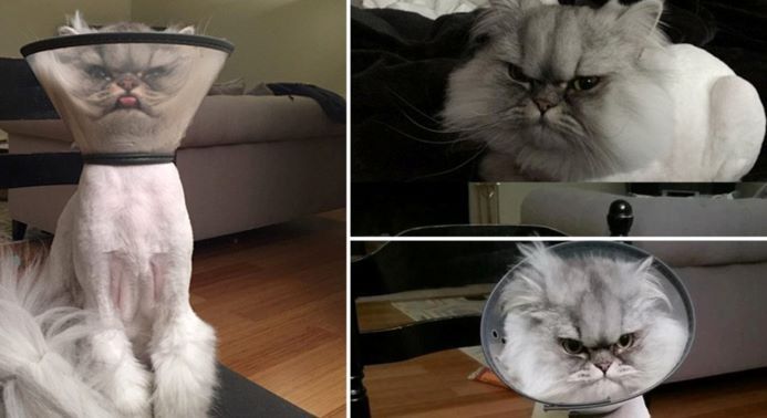 Apakah Kucing Benar-Benar Memiliki 9 Nyawa?