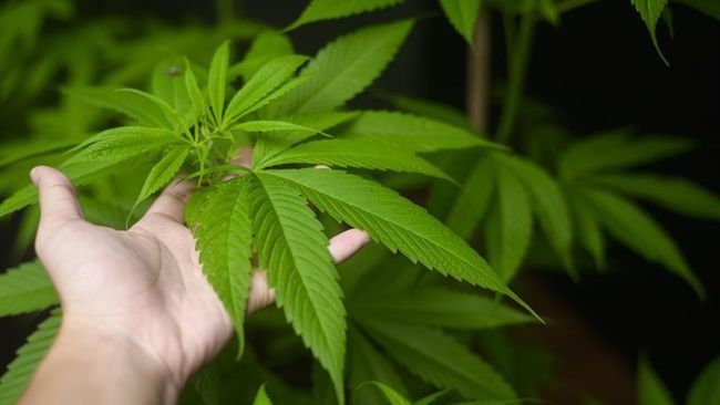 Twitter Izinkan Iklan Ganja, Berlaku di Indonesia?