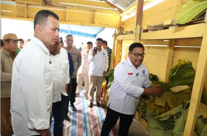 Punya Nilai Ekonomis, Talas Beneng Ternyata Sudah Diekspor ke Luar Negeri
