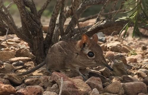 5 Hewan yang Saat Ini Dijuluki Sebagai Fosil Hidup
