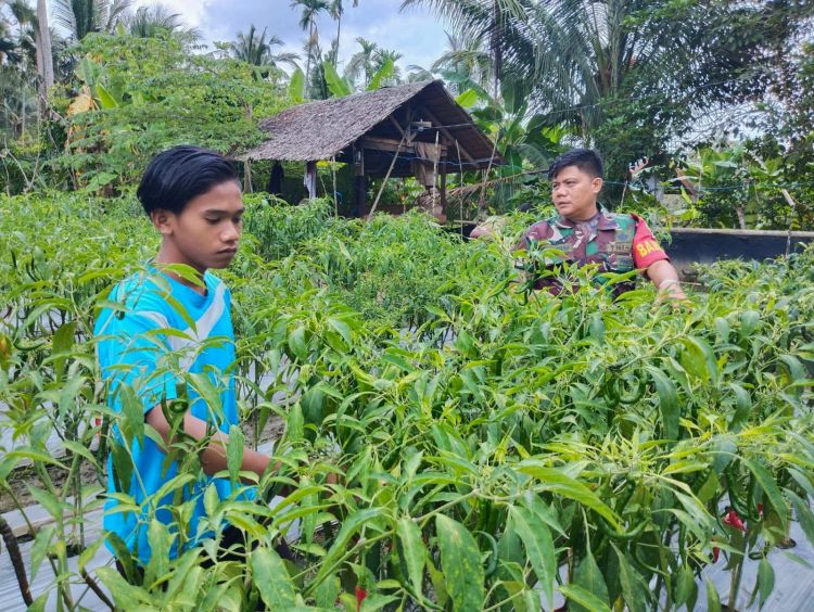 Babinsa Bantu Merawat Tanaman Cabai Milik Petani