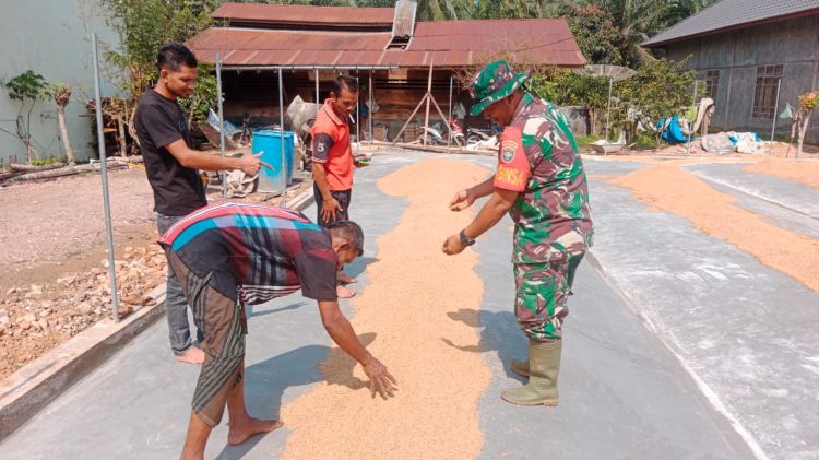 Dukung Swasembada Pangan, Babinsa 24Dri Bantu Warga Keringkan Padi