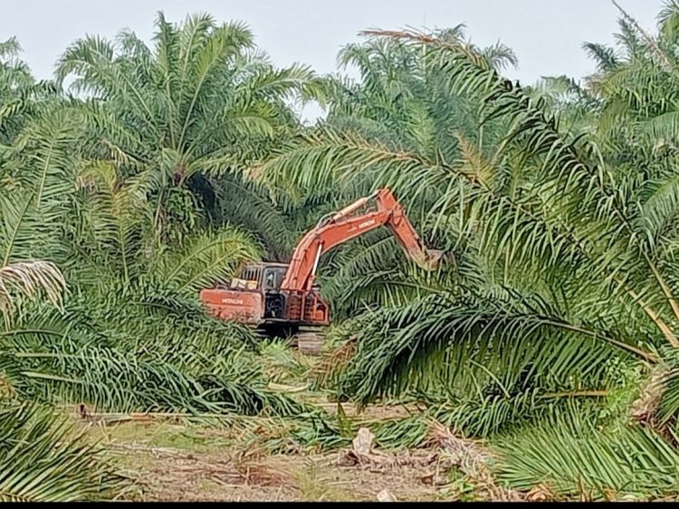 Lahan HGU 103 PTPN2 Kebun Bulu Cina Diperjualbelikan