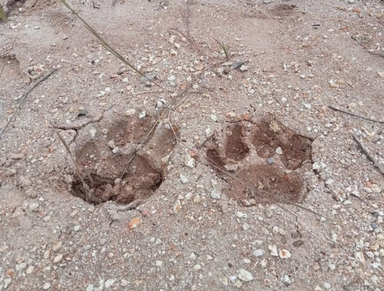 3 Ekor Lembu Milik Warga di Tapsel Raib Dimangsa Harimau