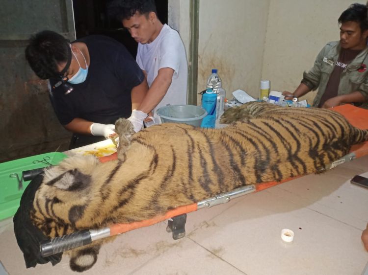 Dewi Siundul, Harimau Sumatera Mati di Suaka Satwa Barumun Sumut