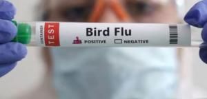 IDI Sebut Kasus Flu Burung pada Manusia Belum Ada di Indonesia