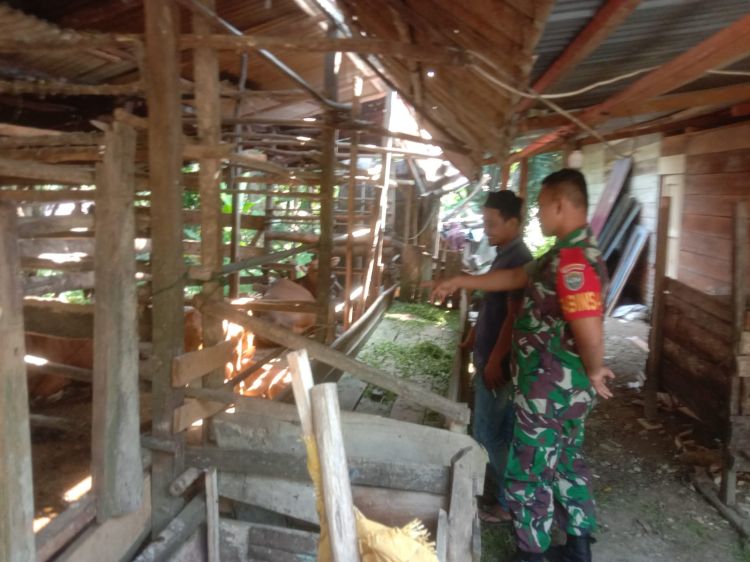 Motivator UMKM Warga Binaan, Babinsa Mukhlis Terjun Ke Dalam Kandang Lembu