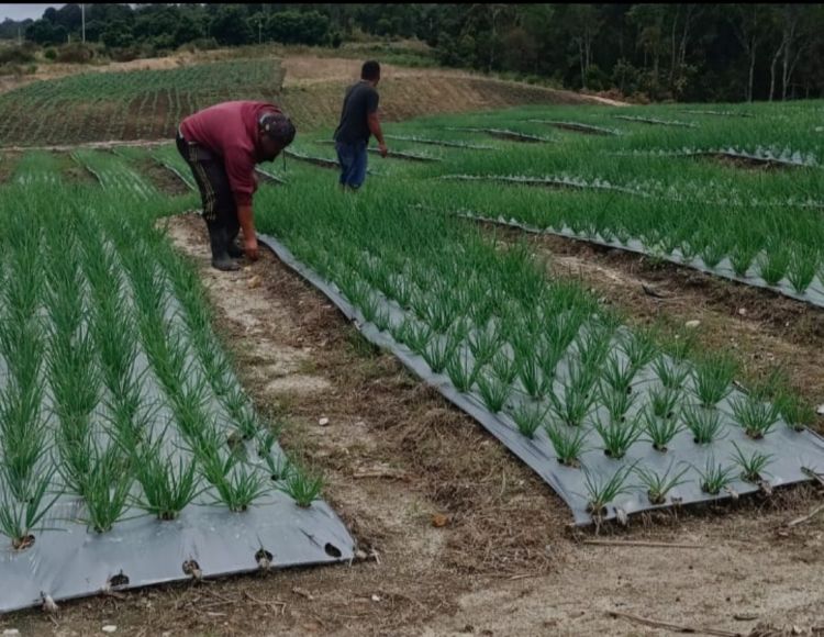Panen Melimpah ! Petani Bawang Putih Buktikan ke Wabup Sebut Gagal dan Mangkrak