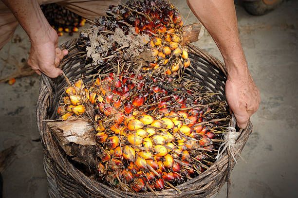 Harga CPO Terdongkrak Ekonomi China, Petani Sawit pun Senang