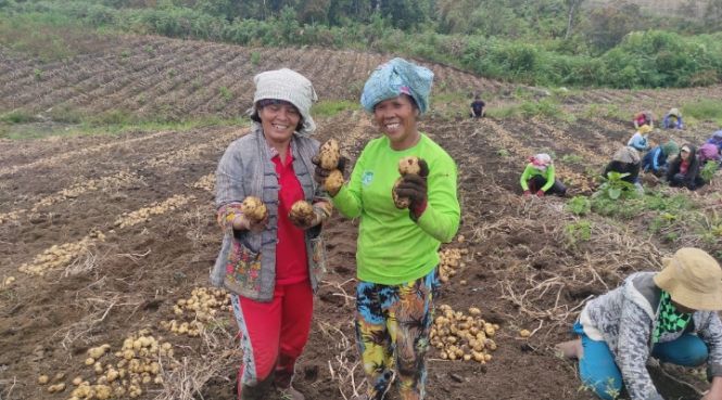 Program Food Estate Bawa Berkah Bagi Petani dan Buruh Tani