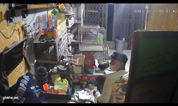 Viral ! Suara Kucing Gagalkan Aksi Kawanan Maling