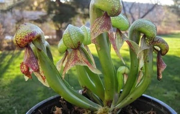 5 Tanaman dengan Bentuk Paling Aneh