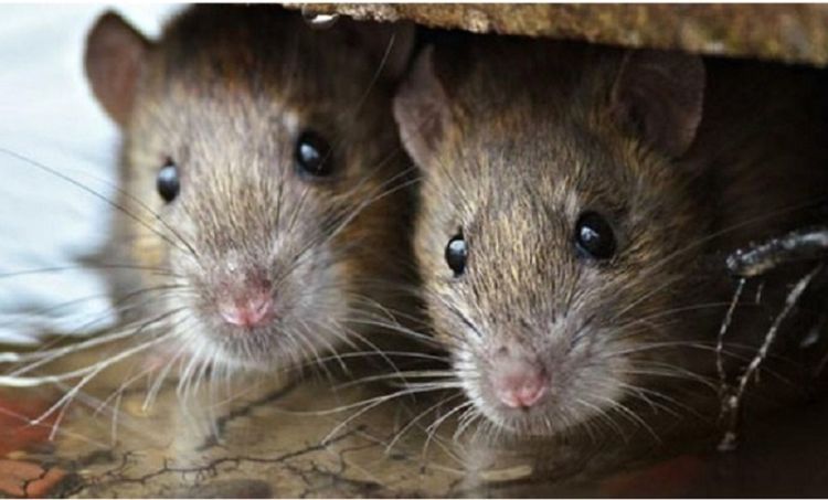 Kasus Leptospirosis Marak Ditemukan, Ini 6 Gejalanya!