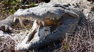 Deretan Hewan  yang Gigitannya Paling Kuat?