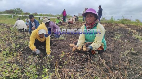 Hasilkan 18 Ton Kentang Per Hektar, Petani Food Estate Humbahas Bahagia