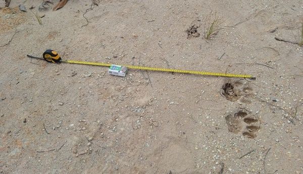 Tiga Ekor Ternak Warga di Angkola Timur Diduga Dimangsa Harimau