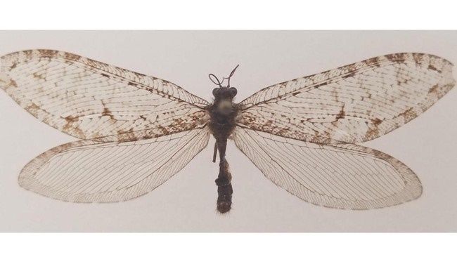 Serangga 'Raksasa' Langka Ditemukan, Ahli Sebut Warisan Era Jurassic