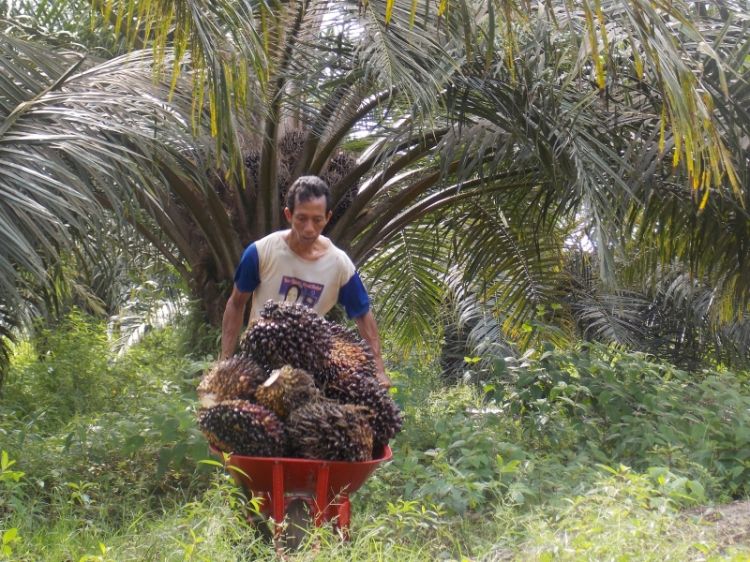 Petani Sawit Ketiban Untung
