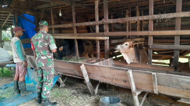 Babinsa Koramil 21/Madat Komsos Dengan Peternak Sapi di Desa Binaan