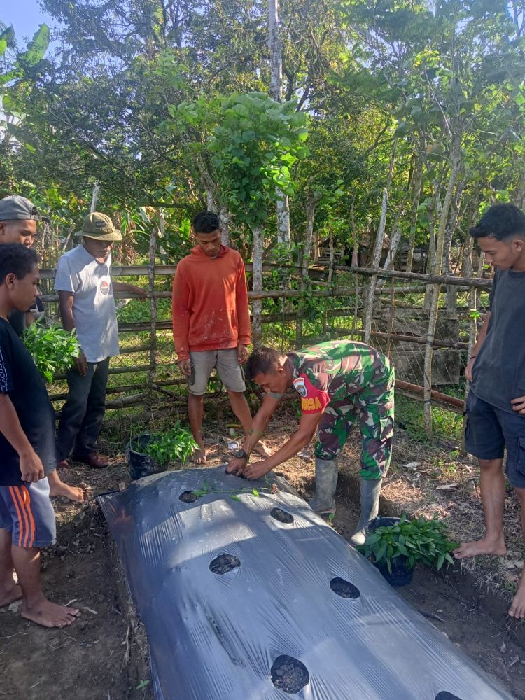 Wujudkan Masyarakat Produktif, Babinsa Koramil 08/Spu Ajak Warga Binaan Budidaya Tanaman Cabai