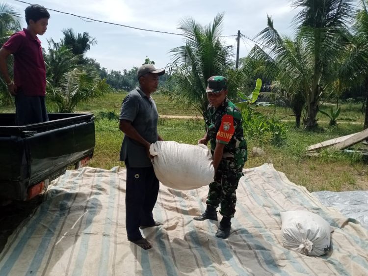 Tibanya Musim Panen, Babinsa Darul Ihsan Dampingi Petani Jemur Padi
